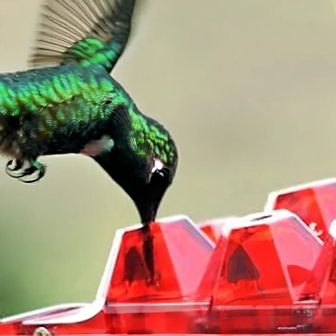 Ant Proof Hummingbird Feeder with 30 Bee Resistant Ports