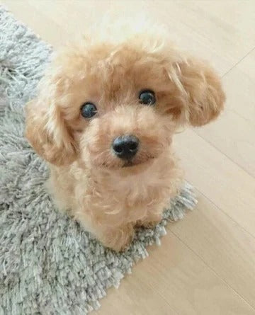 Realistic Teddy Dog Lucky Plush Puppy
