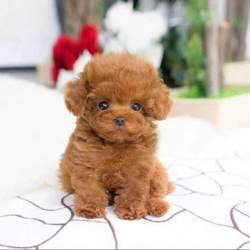 Realistic Teddy Dog Lucky Plush Puppy