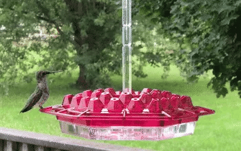 Hummingbird Feeder with Ant Moats and 30 Flower Ports, UV Resistant Polycarbonate
