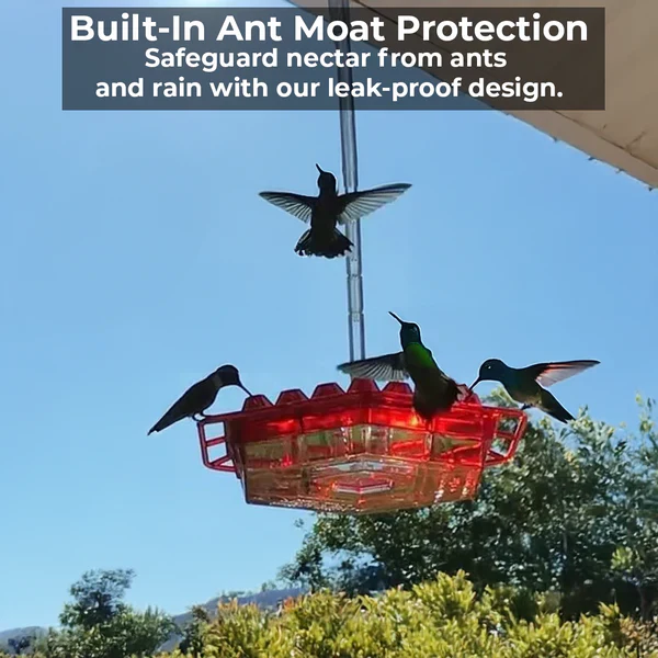Ant Proof Hummingbird Feeder with 30 Bee Resistant Ports