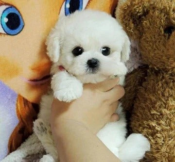 Realistic Teddy Dog Lucky Plush Puppy