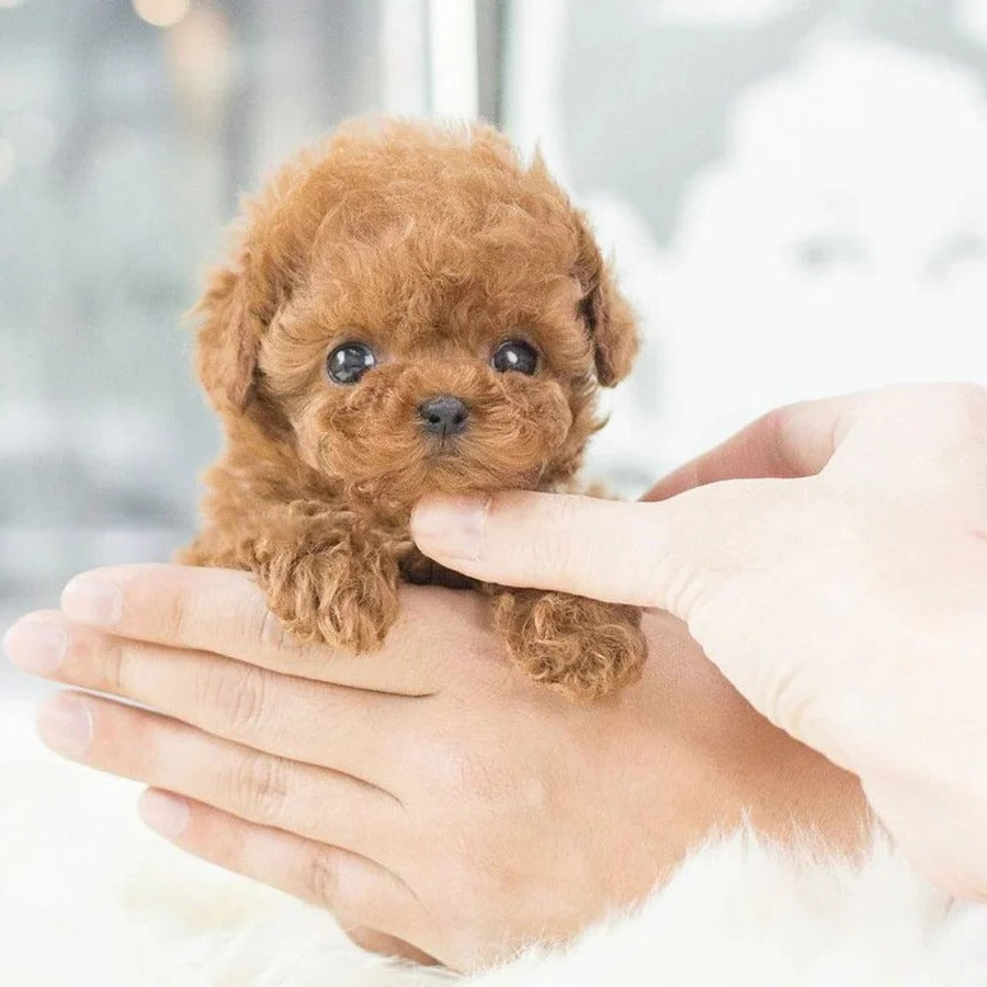 Interactive Robotic Puppy Toy with Voice, Touch, and Sound Recognition