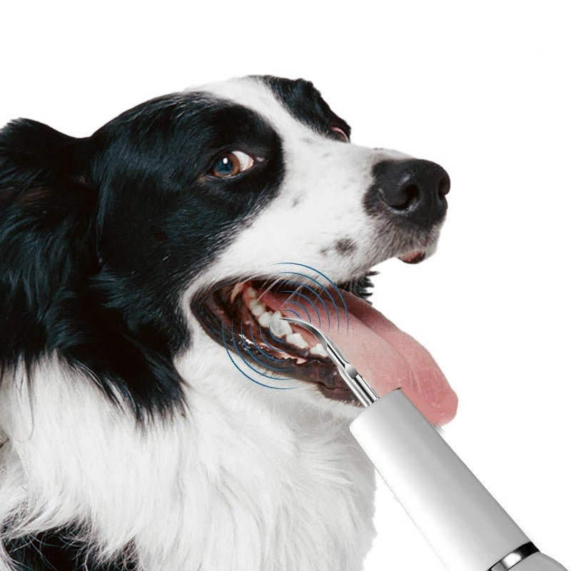 Dog Dental Care Tool, Stainless Steel Teeth Cleaning Kit