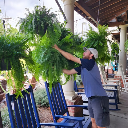 Artificial Boston Fern with 18 Branches and UV Resistant Material, 27.5in Wide
